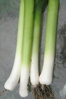 Porree / Lauch - Gemüse