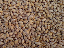 Lebensmittel Getreide