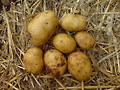 Kartoffel / Erdapfel - Gemüse